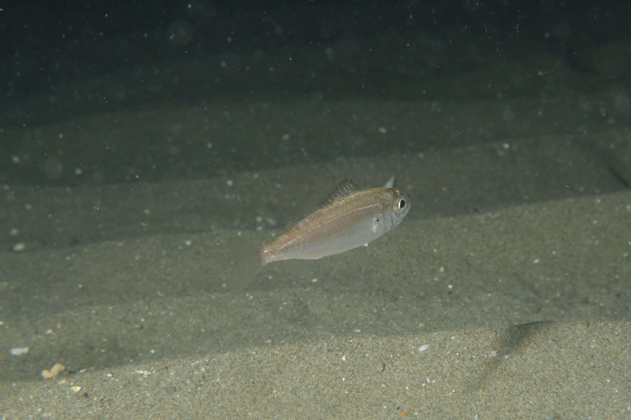 Image of Auxillary seabream