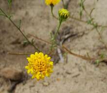 Image of yellow pincushion