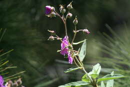 Image of Cistus symphytifolius Lam.