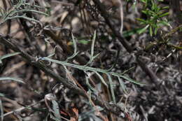 Слика од Centaurea paniculata L.