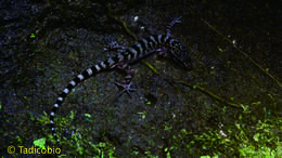 Image of Marbled Bow-fingered Gecko