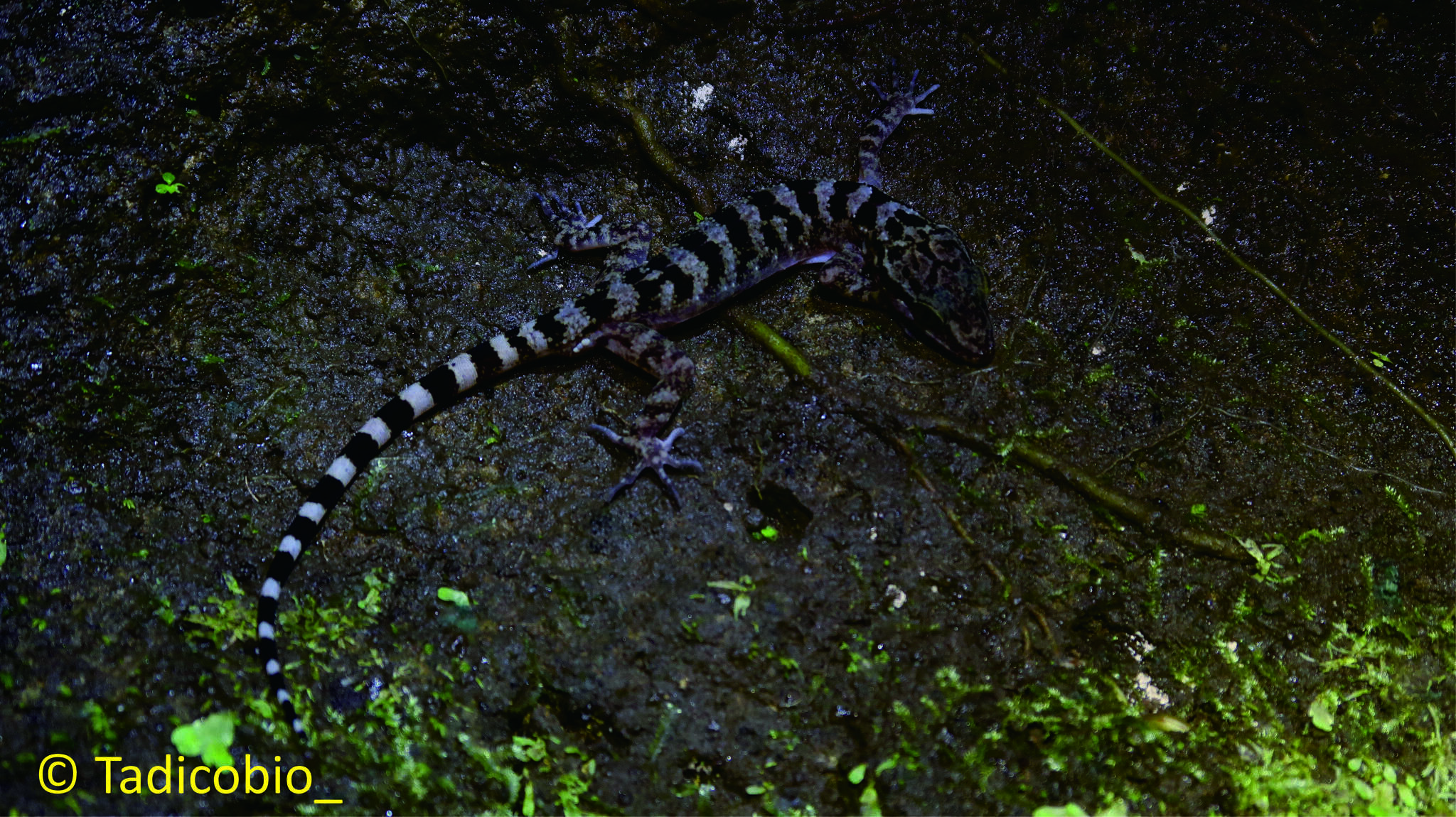 Image of Marbled Bow-fingered Gecko