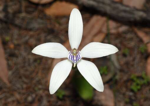 Image of Caladenia ixioides Lindl.