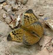 Image of Bebearia sophus Fabricius 1793