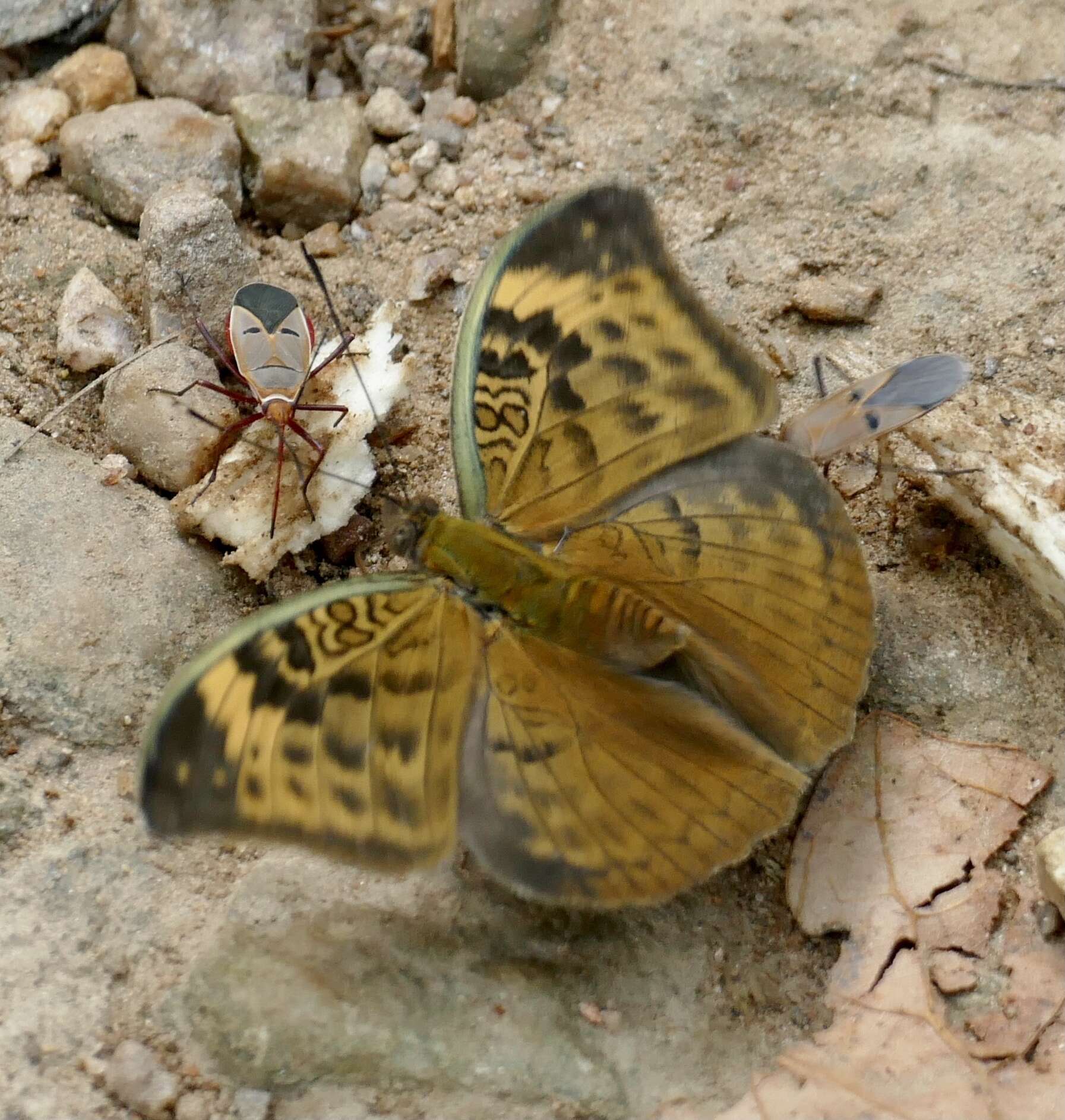 Image of Bebearia sophus Fabricius 1793