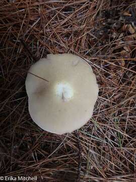 Image of Slippery white bolete