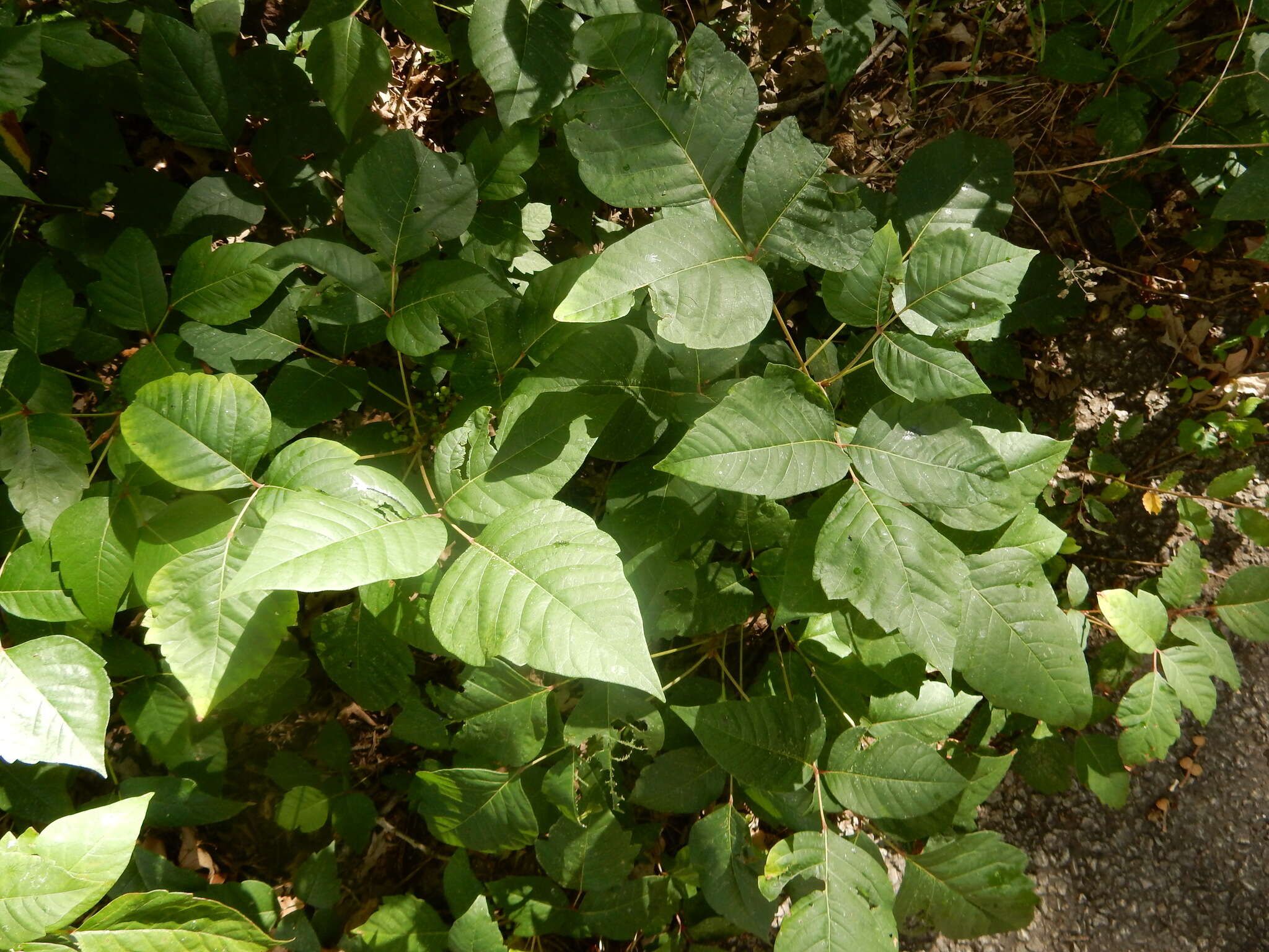 Image of eastern poison ivy