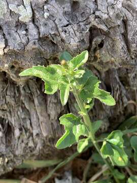 Image of Priva flabelliformis (Moldenke) R. Fern.