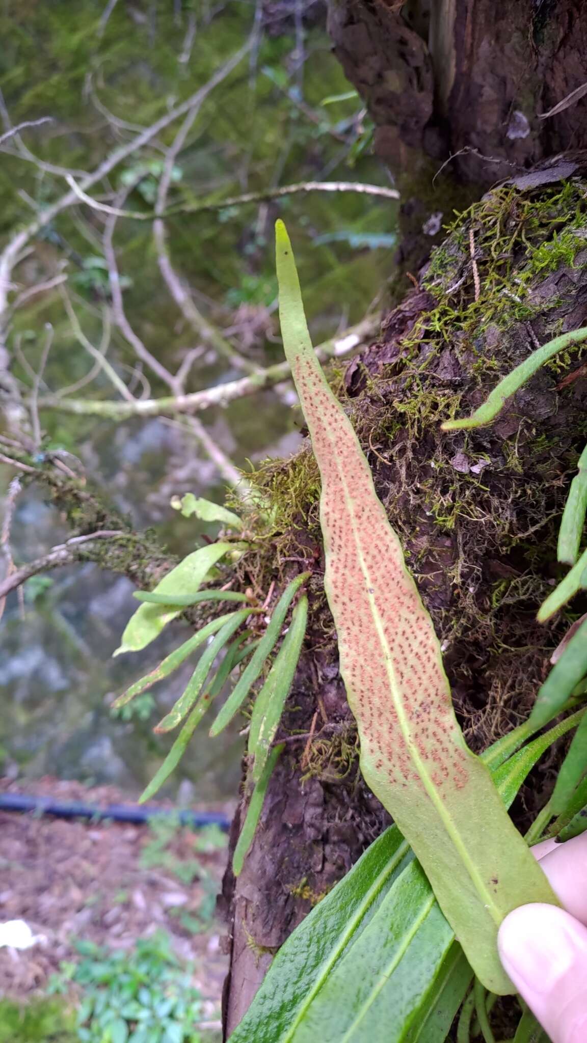 Image of Pyrrosia davidii (Bak.) Ching