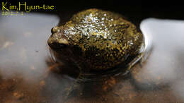 Image of Boreal Digging Frog