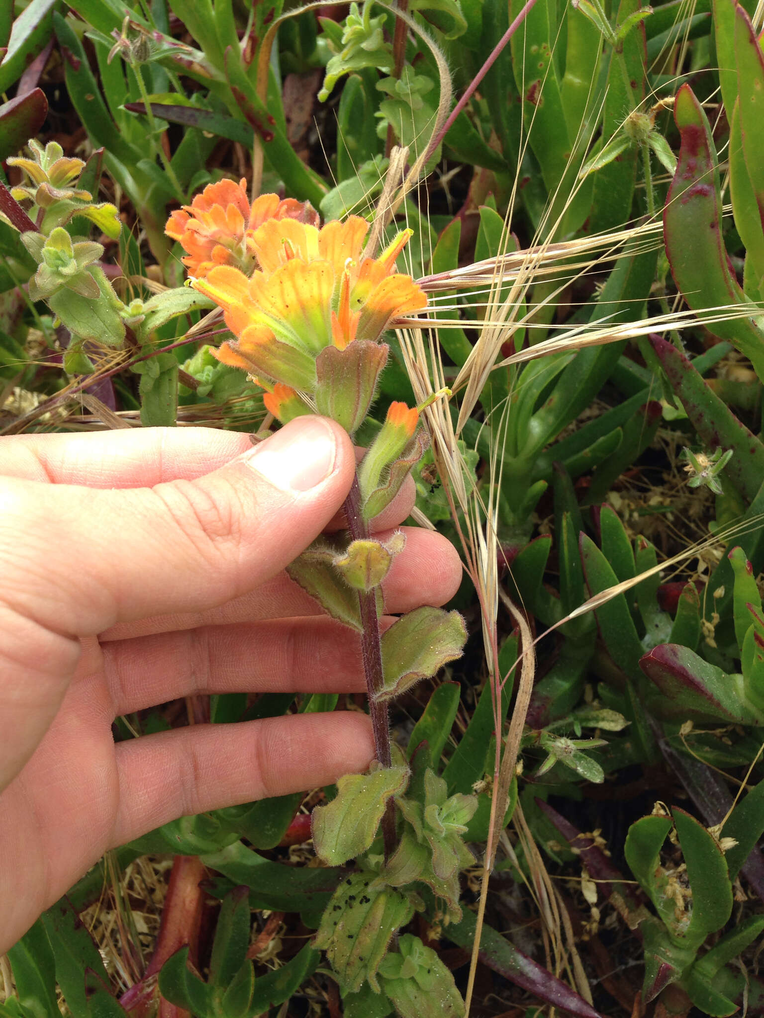 Слика од Castilleja latifolia Hook. & Arn.