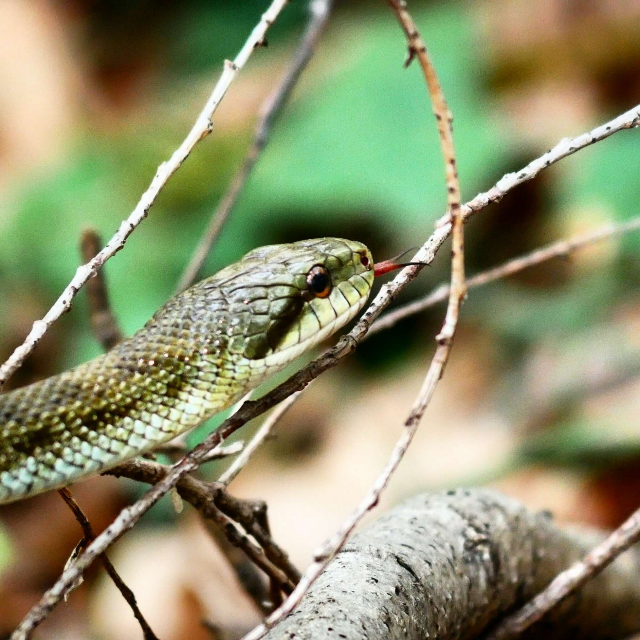 Image of Japanese Rat Snake