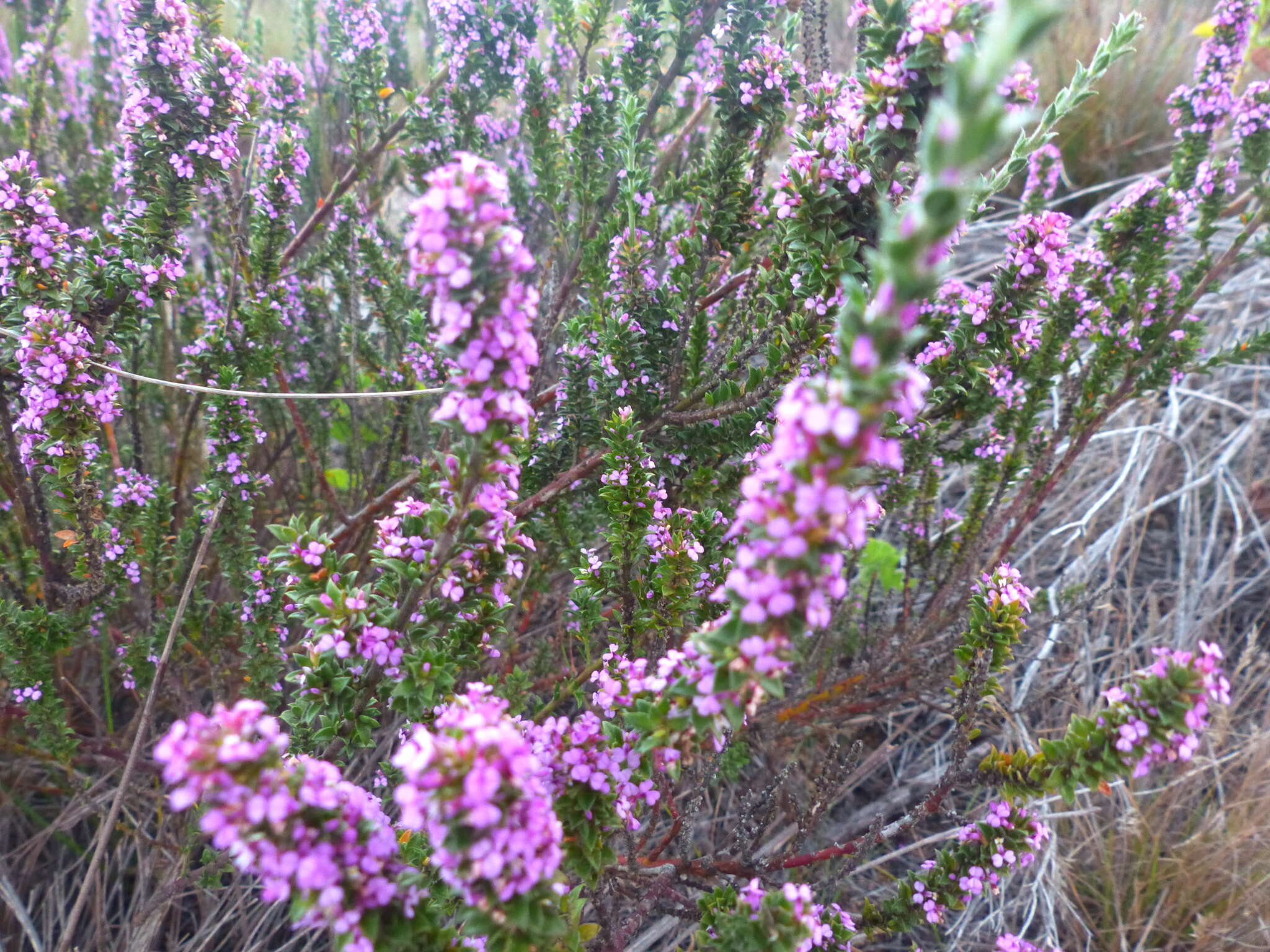 Image of Muraltia thymifolia (Thunb.) DC.