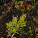 Image de Melaleuca tortifolia N. B. Byrnes