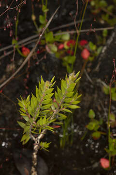 Image de Melaleuca tortifolia N. B. Byrnes