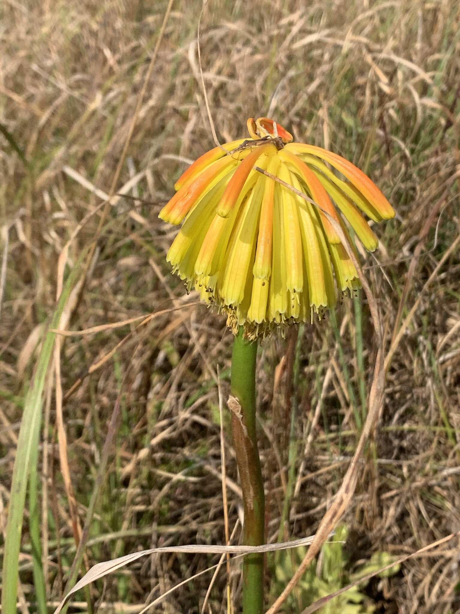 Image of Kniphofia coddiana Cufod.