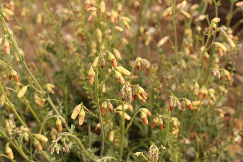 Image of Hermannia pulverata Andr.