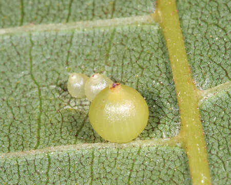 Imagem de Caryomyia leviglobus Gagne 2008