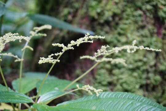 Image of Pilea melastomoides (Poir.) Wedd.