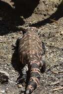 Image of Reticulated gila monster