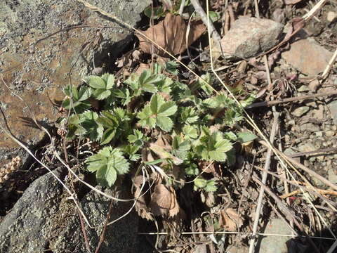 Imagem de Potentilla stolonifera Lehm. ex Ledeb.