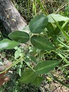 Image of Silverleaf Desmodium