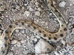 Image of Platyceps ventromaculatus (Gray 1834)