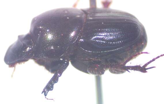 Слика од Onthophagus batesi Howden & Cartwright 1963