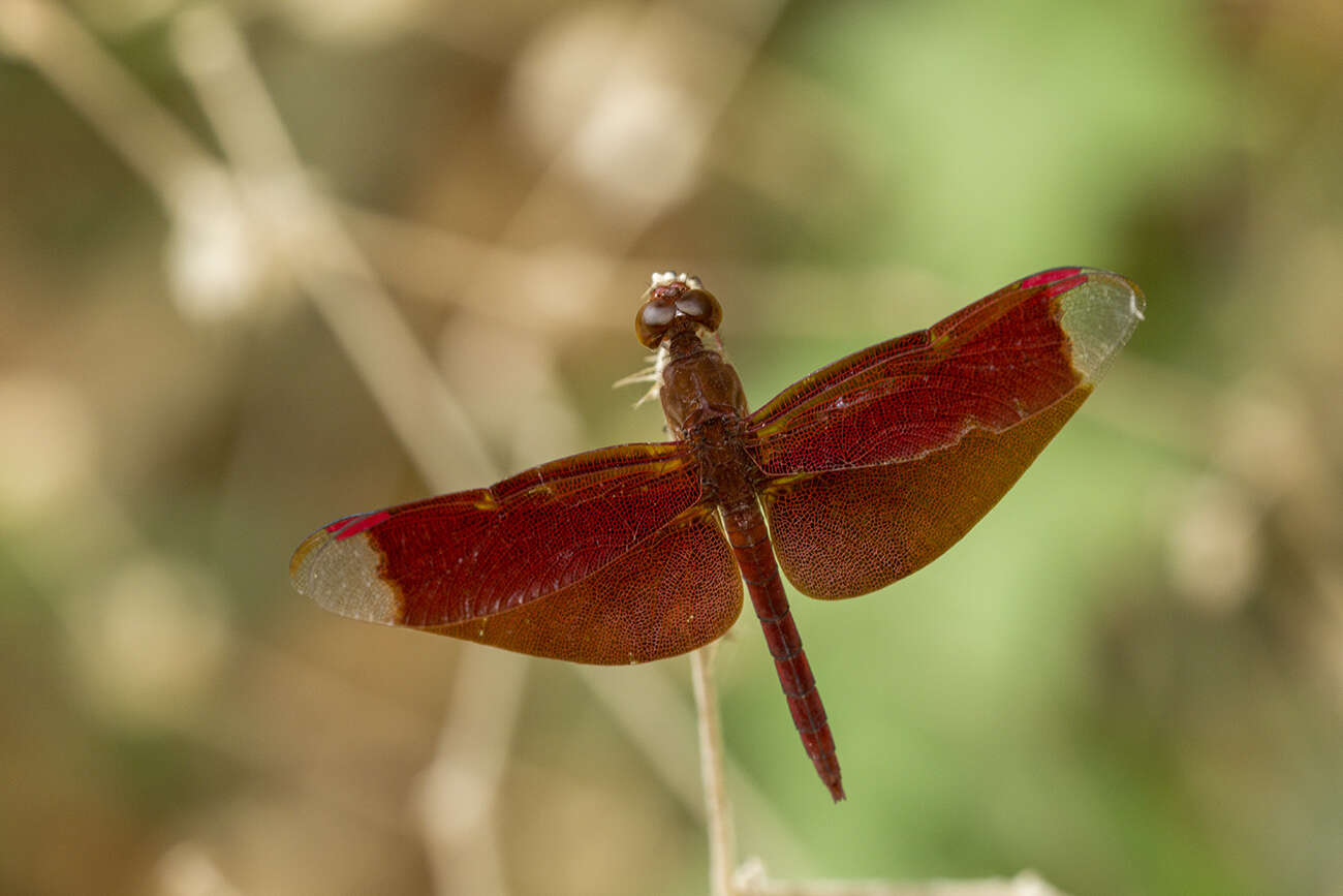 Image of Black Stream Glider