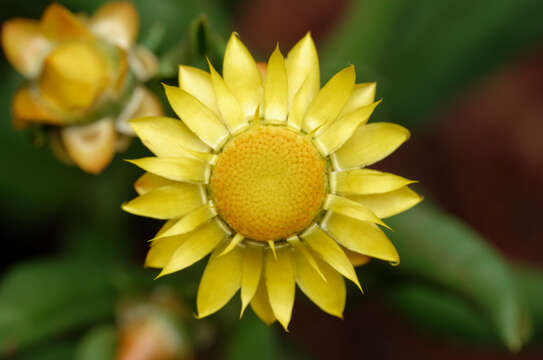 Imagem de Xerochrysum interiore Paul G. Wilson