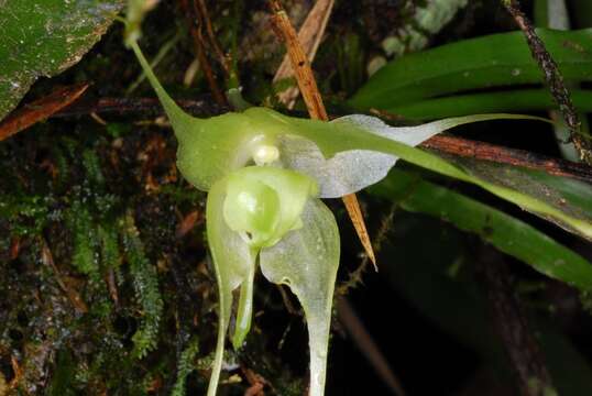 Image of Aeranthes caudata Rolfe