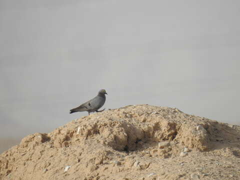 Image of Pale-backed Pigeon