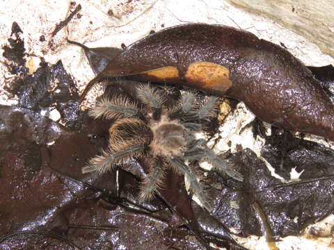 Image of Tliltocatl albopilosus