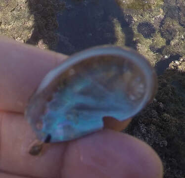 Image of Abalone