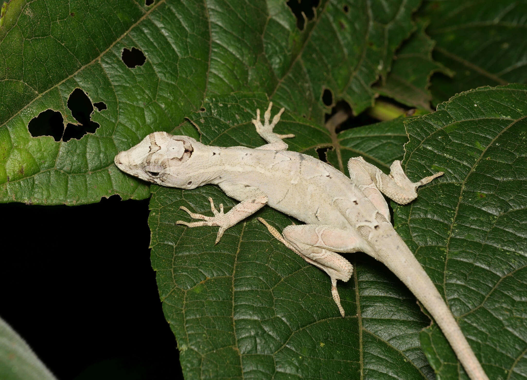 Image of Anolis lyra Poe, Velasco, Miyata & Williams 2009