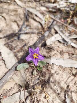 Image of Solanum esuriale Lindl.