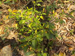 Image of Capsicum frutescens L.