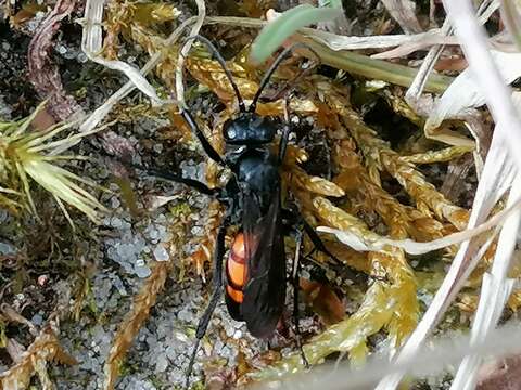 Image of Anoplius viaticus (Linnaeus 1758)