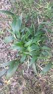 Image of bigleaf bristlegrass