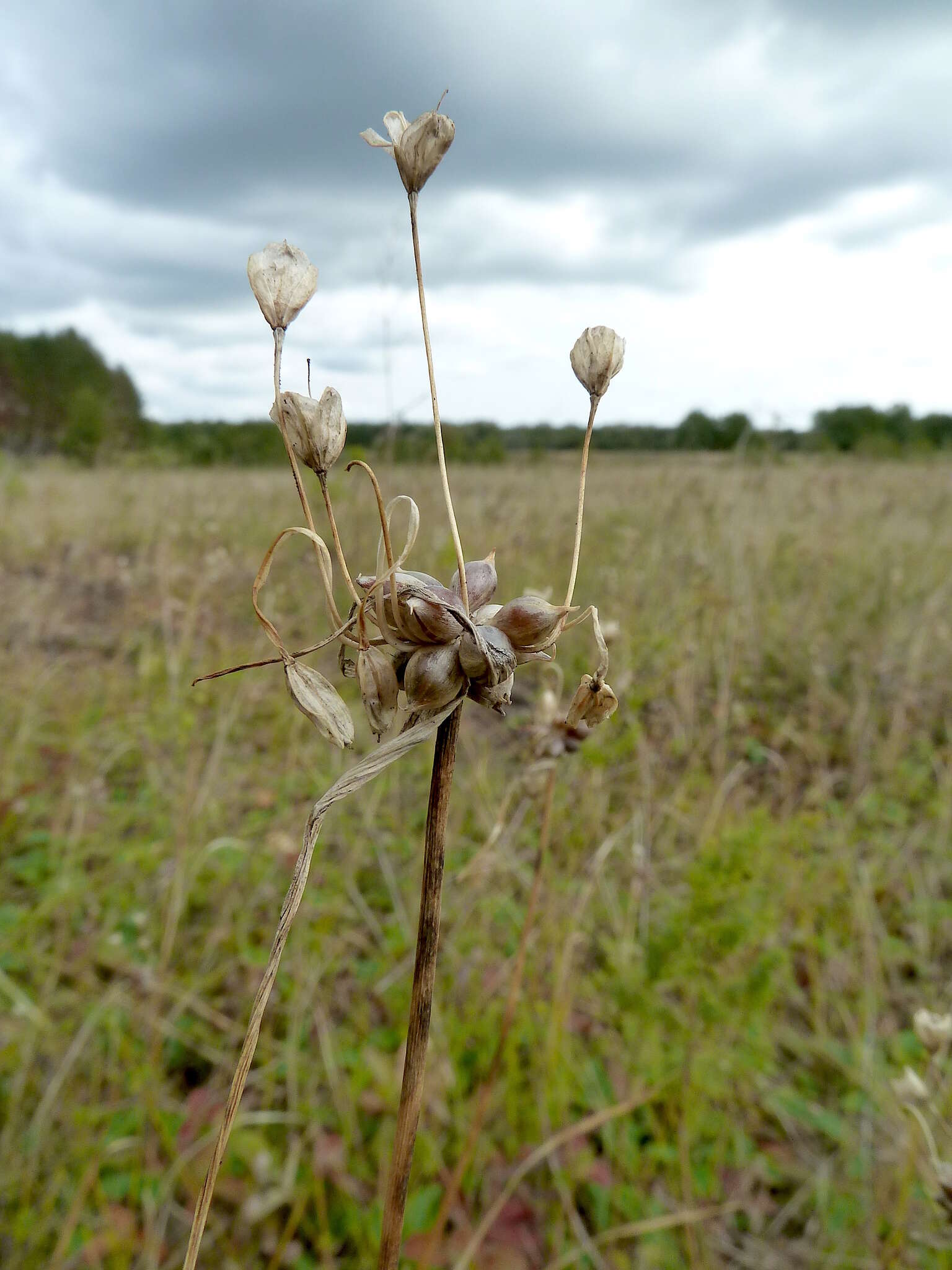 Image of field garlic