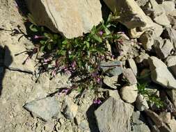 Image of pimpernel willowherb