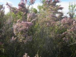 Image of Erica uberiflora E. G. H. Oliver