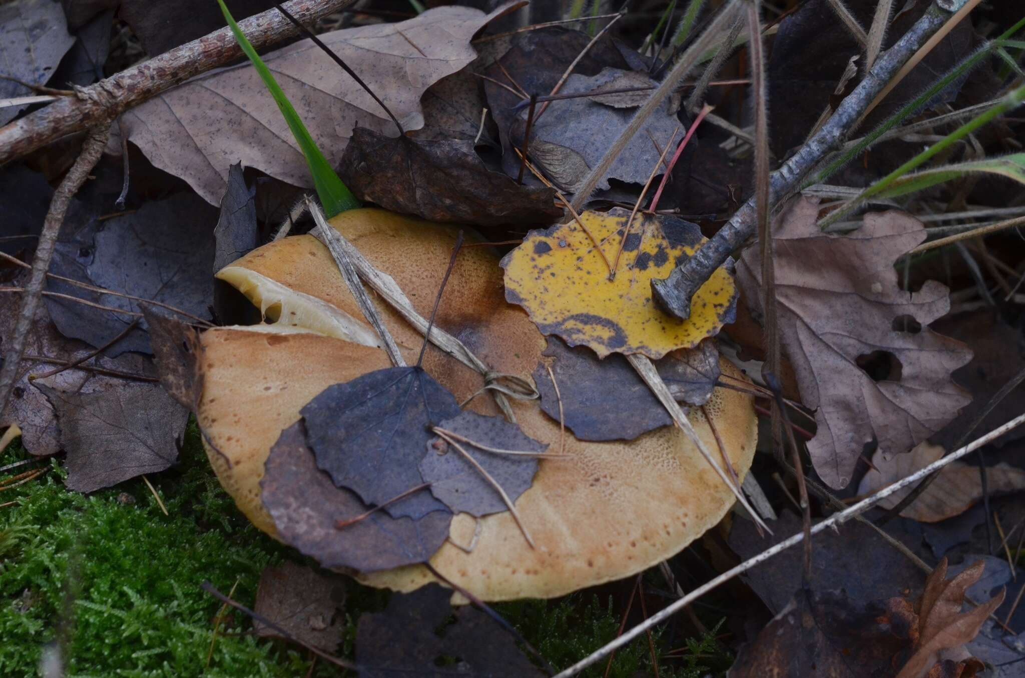 Image of Tricholoma frondosae Kalamees & Shchukin 2001