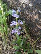 Image of Front Range beardtongue