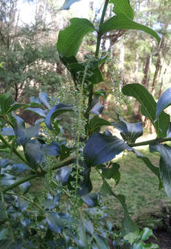 Image of <i>Coriaria arborea</i>