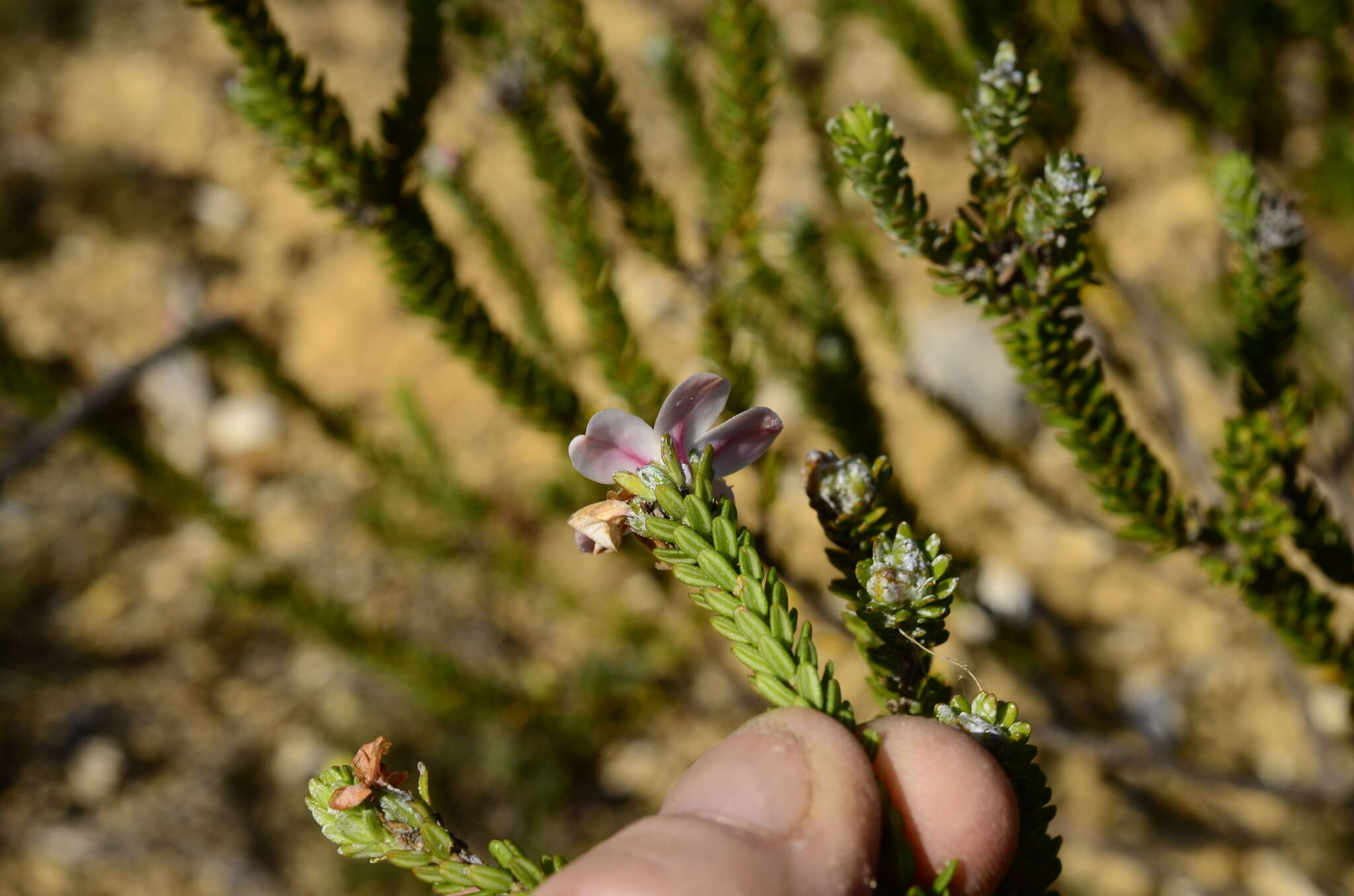 Image of Adenandra obtusata Sond.