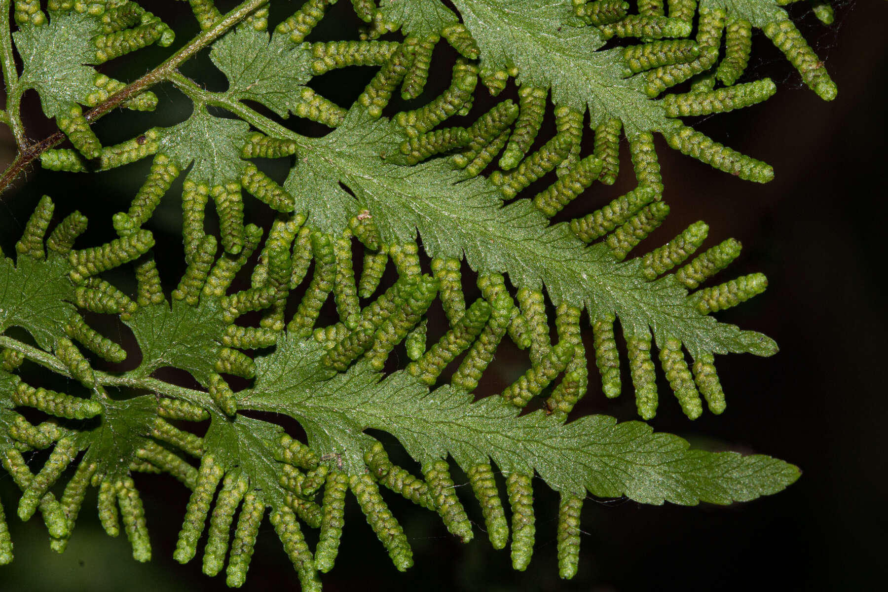 Image of Climbing fern