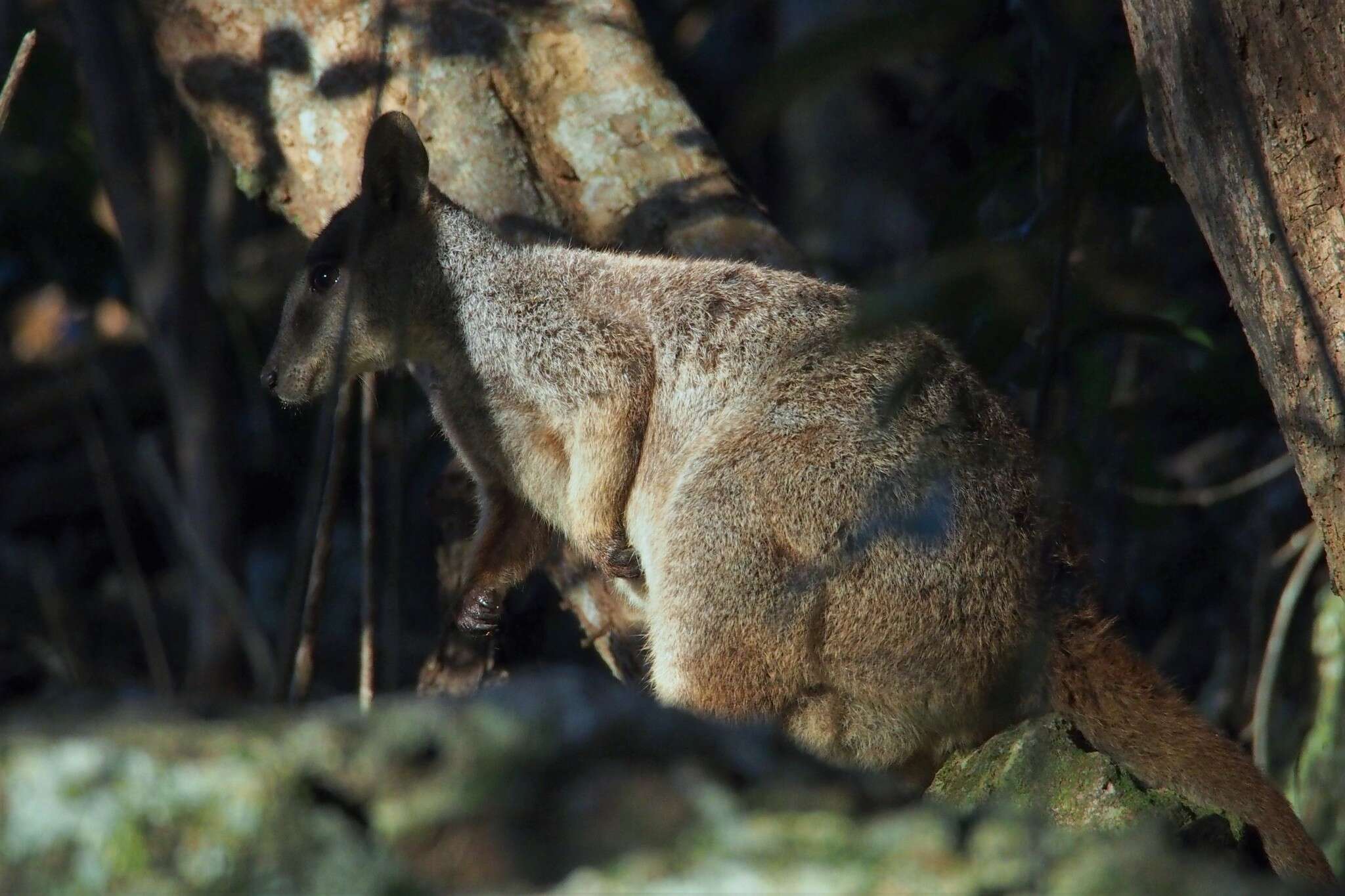 Image of Unadorned Rock Wallaby