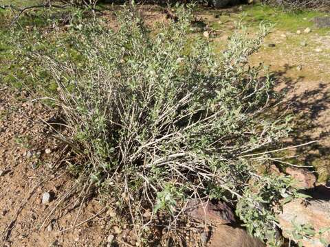 Image of triangle bur ragweed