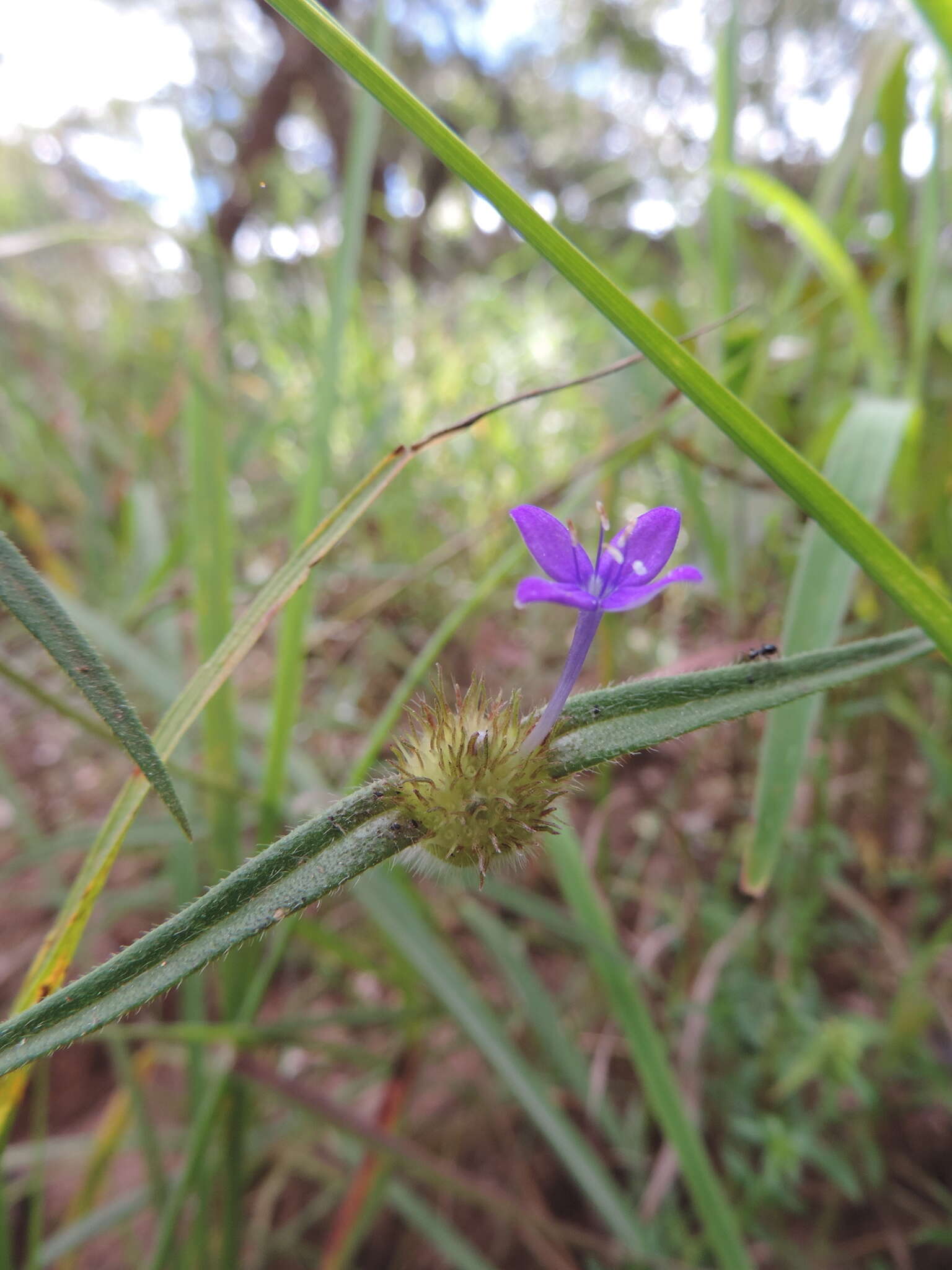 Plancia ëd Spermacoce dibrachiata Oliv.